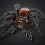 Small Business, Big Impact: Mastering PPC for Pet Trainers in the Heart of Sarasota