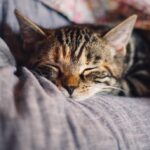 Sniffing Out Success: The Hidden Benefits of PPC for Pet Groomers in Bradenton’s Competitive Market!