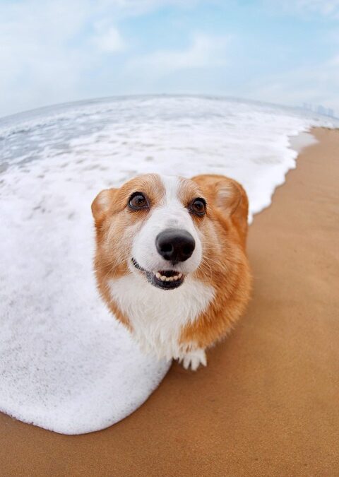 Sniffing Out Success: Why Every Sarasota Pet Groomer Needs a Strong SEO Game