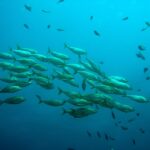 Solo or Ensemble? Discover How PPC Can Harmonize Your Bradenton Music School's Growth