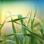 Sow the Seeds of Success: Leveraging SEO to Cultivate Your Lawn Care Business in Sarasota!
