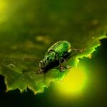 Stay Ahead of the Swarm: 5 SEO Secrets Every Sarasota Pest Control Business Should Know