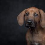 Tail-Wagging Success: How Local SEO Can Transform Your Sarasota Dog Walking Business