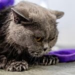 Tail-Wagging Success: How PPC Can Help Your Sarasota Grooming Business Stand Out