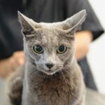 Tail-Wagging Success: How Targeted PPC Can Fill Your Kennels in Bradenton