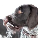 Tails of Success: Why Sarasota Pet Groomers Should Invest in PPC Advertising