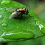 Targeted Success: How PPC Can Help Bradenton Pest Inspectors Capture More Clients