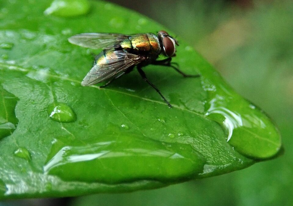 Targeted Success: How PPC Can Help Bradenton Pest Inspectors Capture More Clients