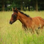 The Mold Remediation Playbook: 7 SEO Secrets to Elevate Your Sarasota Business Above the Competition