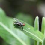 “The Power of Pay-Per-Click: Transforming Your Pest Inspection Services into Bradenton’s Go-To Solution”