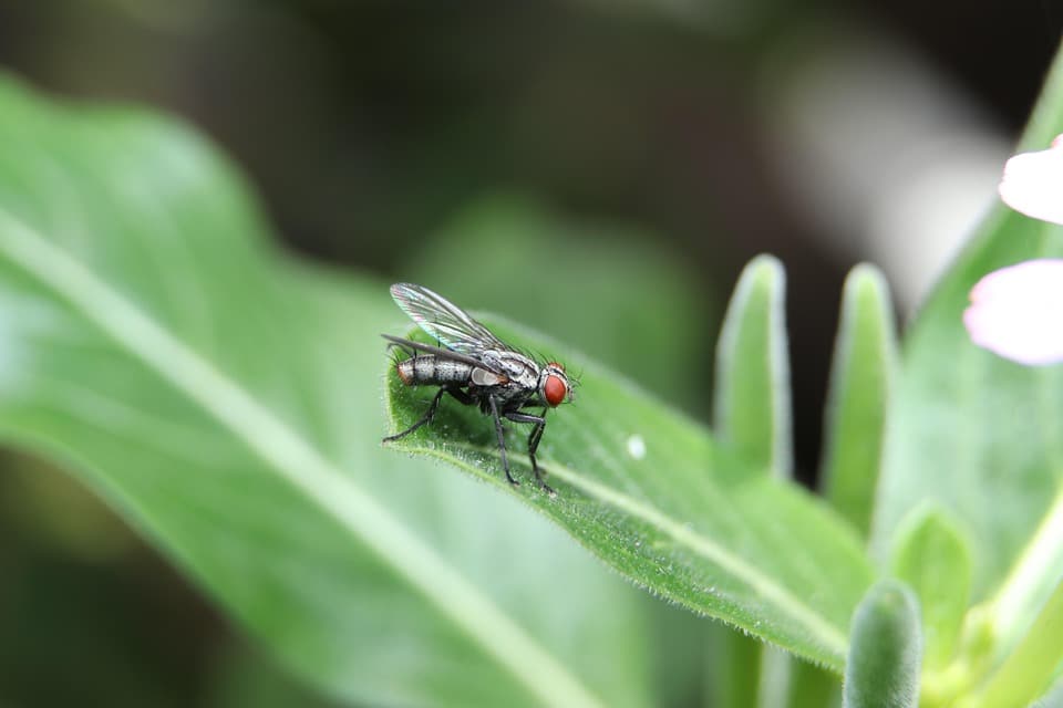 “The Power of Pay-Per-Click: Transforming Your Pest Inspection Services into Bradenton’s Go-To Solution”