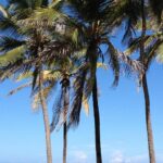 The Sarasota Advantage: Harnessing SEO to Drive Growth for Your Local IT Services!