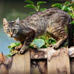 The Ultimate Guide to Fence Installation SEO: Boosting Your Bradenton Business to New Heights