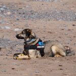 Towing Toward Success: The Local SEO Strategies Every Sarasota Business Owner Must Know