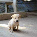Train Your Customers: Using PPC to Connect with Pet Owners in Bradenton