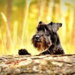 Train Your Website Like You Train Dogs: Top SEO Tips for Pet Trainers in Bradenton!