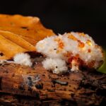 Transform Your Business: The SEO Advantage for Sarasota's Mold Remediation Specialists
