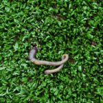 Transforming Turf into Triumph: Why Every Sarasota Lawn Care Business Needs an SEO Strategy!
