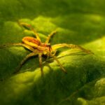 Transforming Your Sarasota Pest Control Business: The SEO Benefits You Can't Afford to Ignore