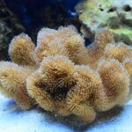 Turning the Tide: Elevate Your Sarasota Septic Tank Services with Smart PPC Strategies!