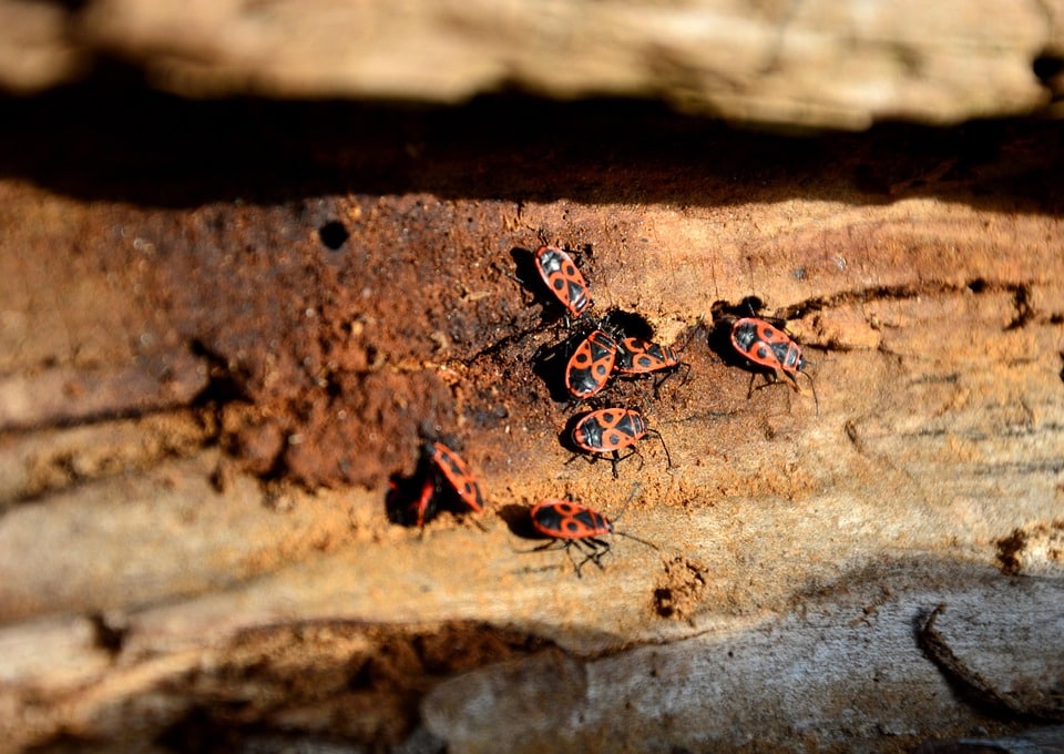 Uncovering Opportunities: The Impact of SEO on Your Sarasota Pest Inspection Services