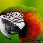 Unleash Your Pet Training Business Potential: How SEO Can Help You Stand Out in Bradenton!