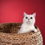 Unleashing Growth: The Essential Role of SEO in Elevating Bradenton Pet Boarding Services