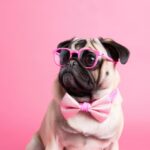 Unleashing Growth: Why SEO is Your Pet Boarding Business’s Best Friend in Bradenton