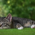 Unleashing Success: How PPC Advertising Can Transform Your Bradenton Pet Training Business