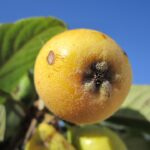 Unlock More Clients: How SEO Can Transform Your Bradenton Insurance Agency