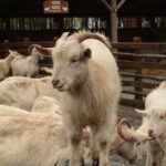 Unlocking Growth: How PPC Advertising Can Transform Your Bradenton Fence Installation Business