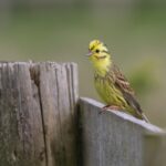 Unlocking Growth: Why Every Sarasota Fence Installer Should Invest in SEO for Greater Local Reach!