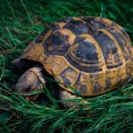 Unlocking Local Traffic: How Sarasota Septic Tank Services Can Thrive with Smart SEO