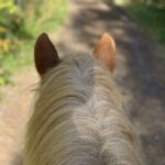 Unlocking Success: The Top 5 Benefits of PPC for Physical Therapists in Bradenton