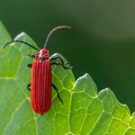Web Warriors: How Bradenton’s Pest Inspectors Can Thrive with Effective SEO Techniques