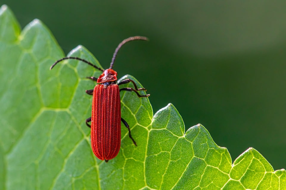 Web Warriors: How Bradenton’s Pest Inspectors Can Thrive with Effective SEO Techniques