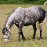 “Why Every Bradenton Mold Remediation Business Needs a PPC Plan: Unlocking Local Clients”