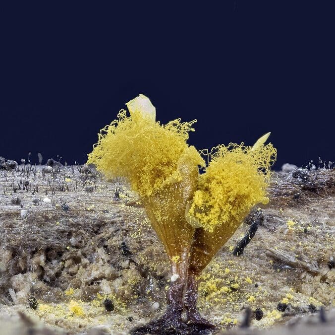 Why Every Sarasota Mold Remediation Company Needs a Strong SEO Game: Unlock Local Success