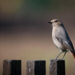 Your Secret Weapon: How SEO Can Shield Your Sarasota Siding Business from Competition