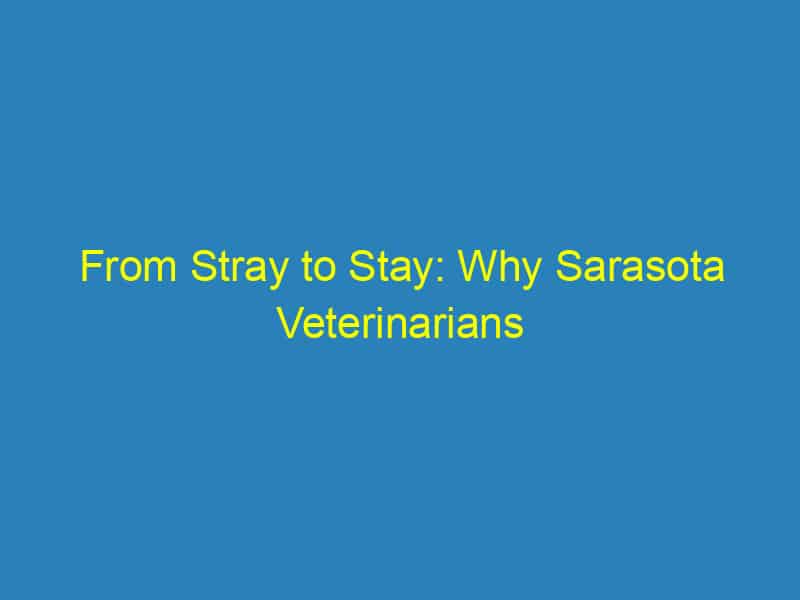 From Stray to Stay: Why Sarasota Veterinarians Can't Afford to Ignore SEO in 2023