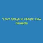 “From Strays to Clients: How Sarasota Veterinarians Can Use PPC to Find Their Furever Customers”
