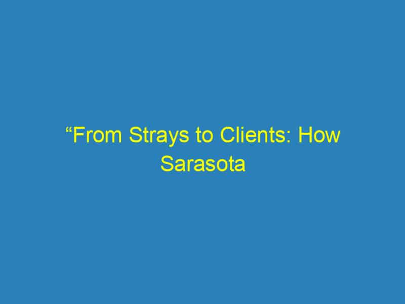 “From Strays to Clients: How Sarasota Veterinarians Can Use PPC to Find Their Furever Customers”