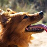 Barking Up the Right Tree: The Essential Guide to SEO for Local Pet Trainers in Bradenton