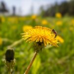 Adventures in Advertising: How Bradenton Pest Control Services Can Thrive with PPC Marketing