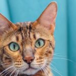 “Barbering Beyond the Chair: Transforming Your Sarasota Business with Local SEO Success”