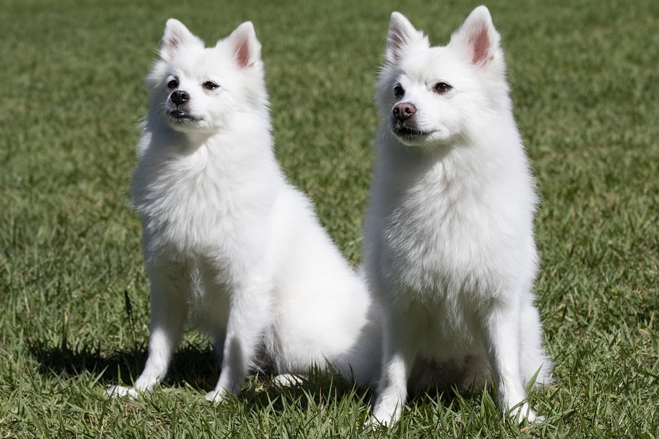 Barking Up the Right Tree: Boost Your Bradenton Pet Groomer Visibility with Smart PPC Strategies