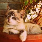 Barking Up the Right Tree: How Local PPC Can Keep Your Sarasota Grooming Business Ahead!