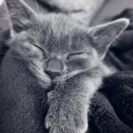 Barking Up the Right Tree: How Local SEO Can Transform Your Sarasota Pet Grooming Business!