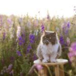 Barking Up the Right Tree: How SEO Can Elevate Your Sarasota Pet Grooming Services!