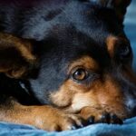 Barking Up the Right Tree: The Essential Guide to SEO for Sarasota's Pet Boarding Entrepreneurs